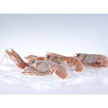 Scampi